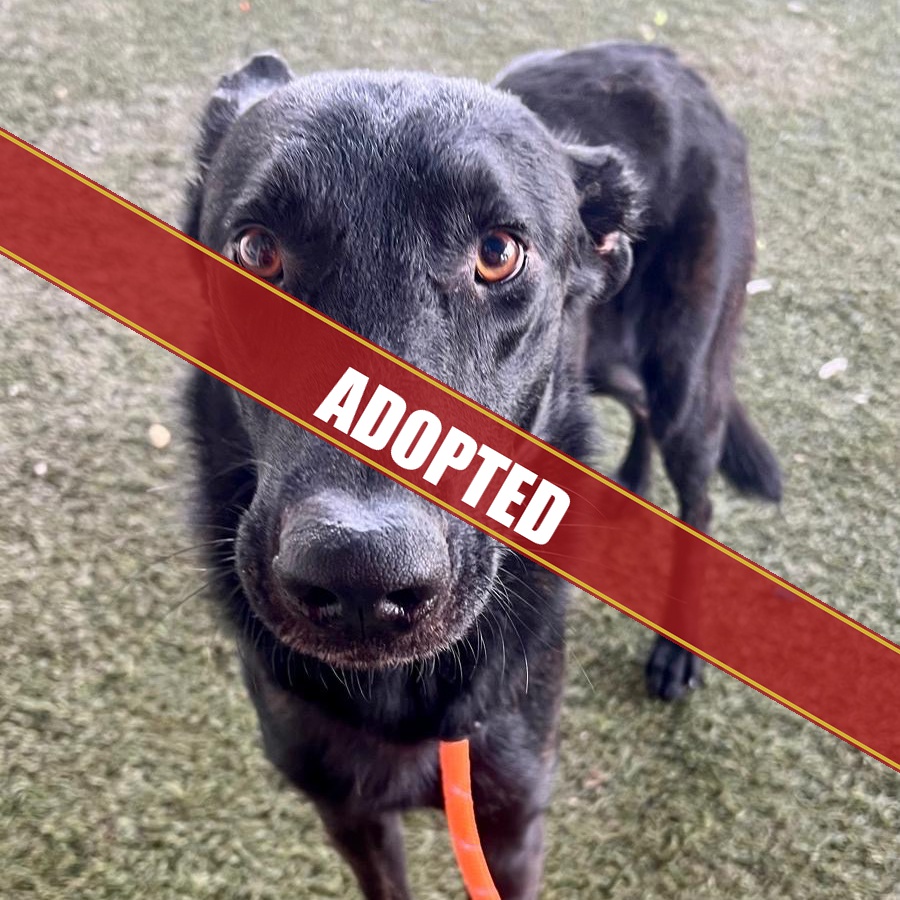Apollo - Adopted