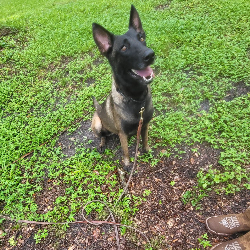 Artemis