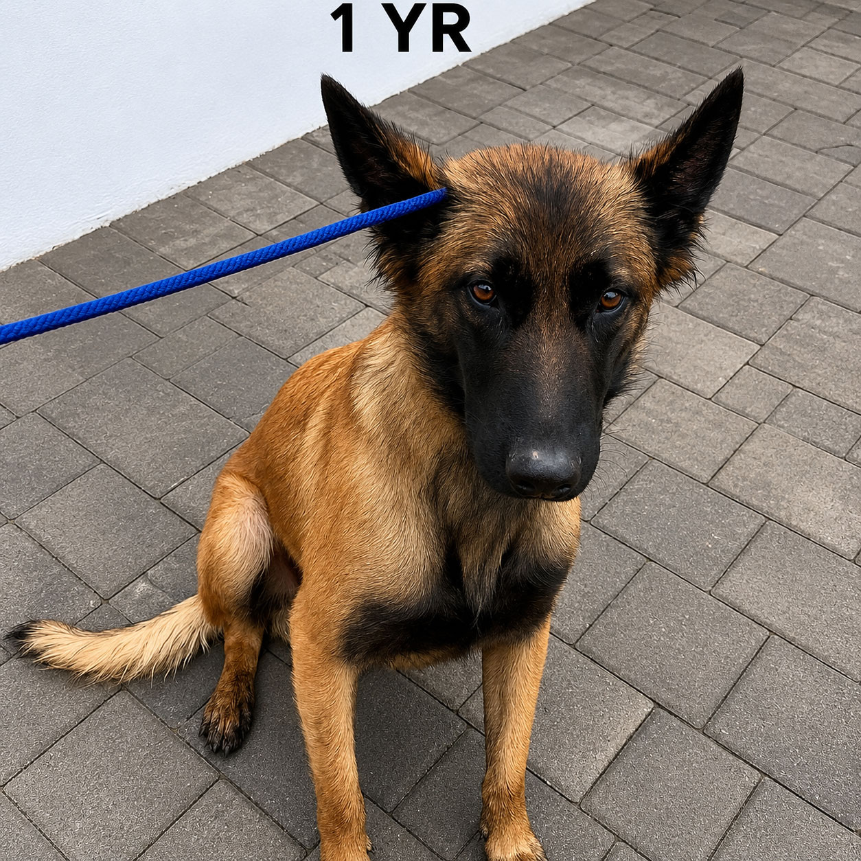 Nala before rescue progress