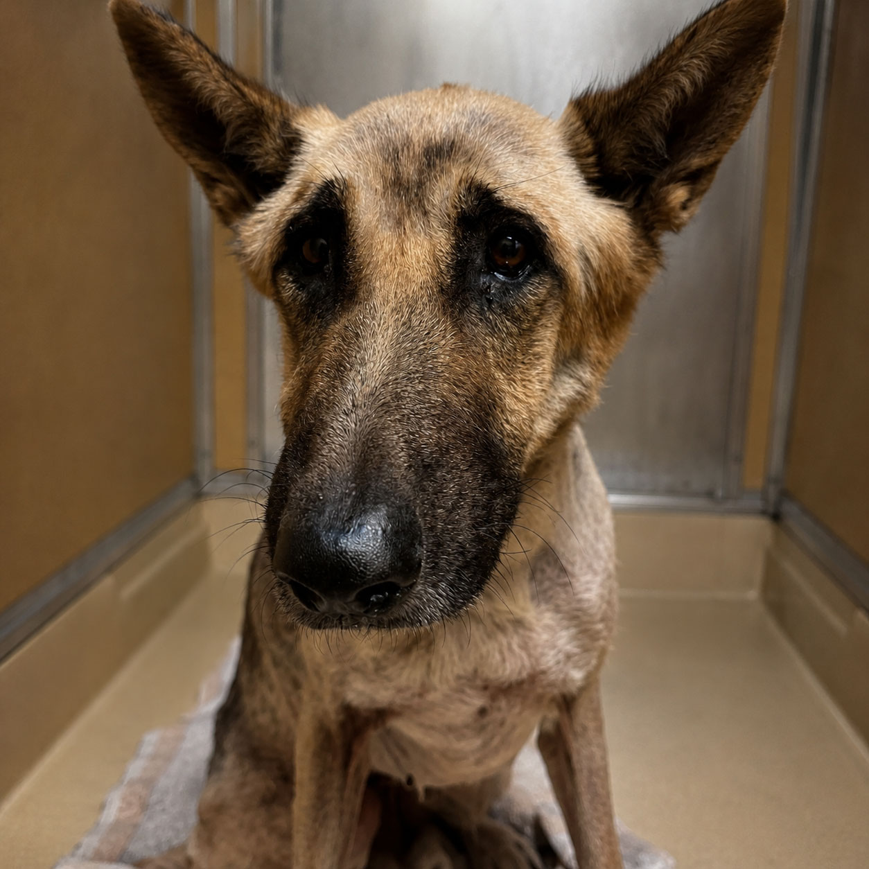 Ruben before rescue progress