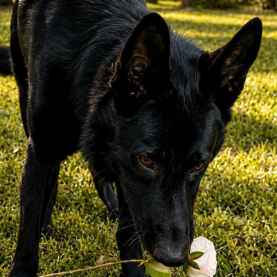 Fee Waived Adoption - Maverick