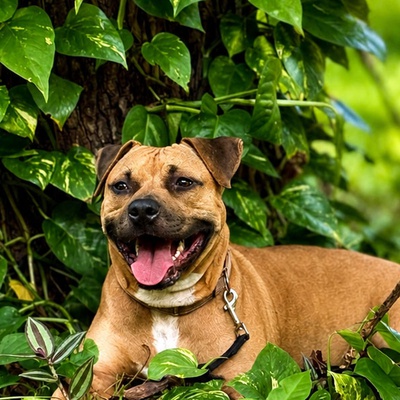 Specialized Training Adoption - Dixie