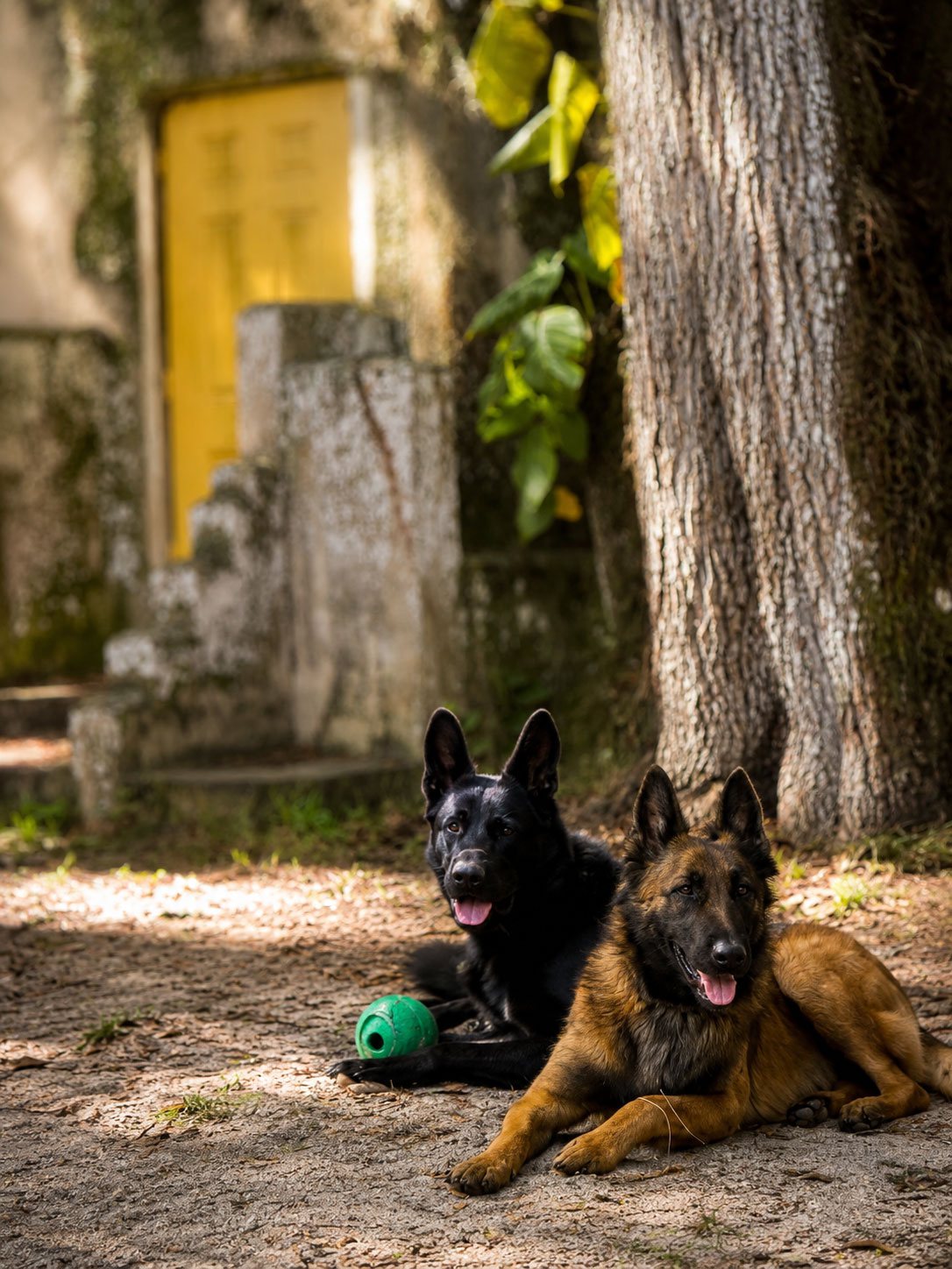 Working dogs relaxed and stable on the 8-acre field
